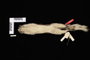 Media type: image;   Mammalogy 4692 Description: Specimen photo;  Aspect: ventral